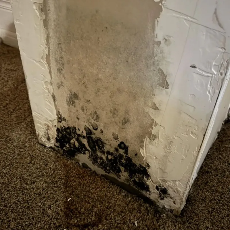 Professional Mold Removal in Manhattan, IL